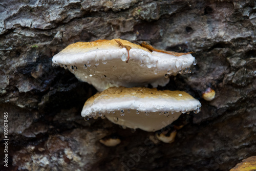 closeup of rain drops on fomitopsis pinicola on tree trunk in the forest