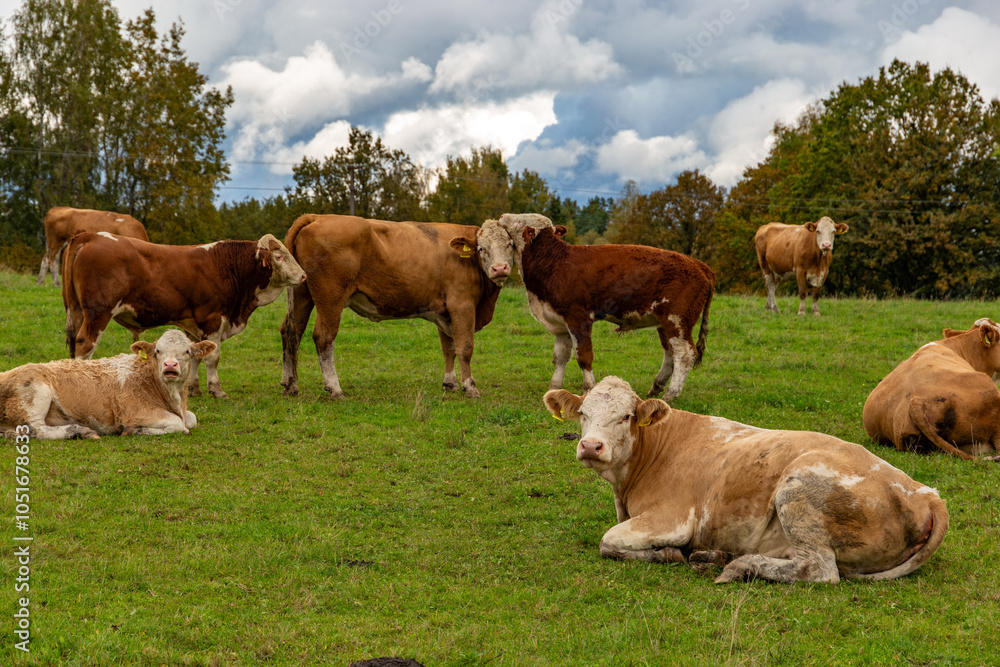 Cows grazing in the pasture
