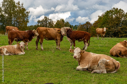 Obraz na płótnie Cows grazing in the pasture w salonie