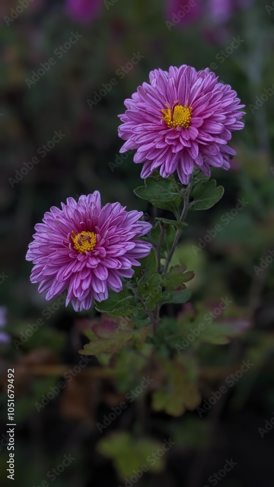 pink and purple flower pink and purple flower