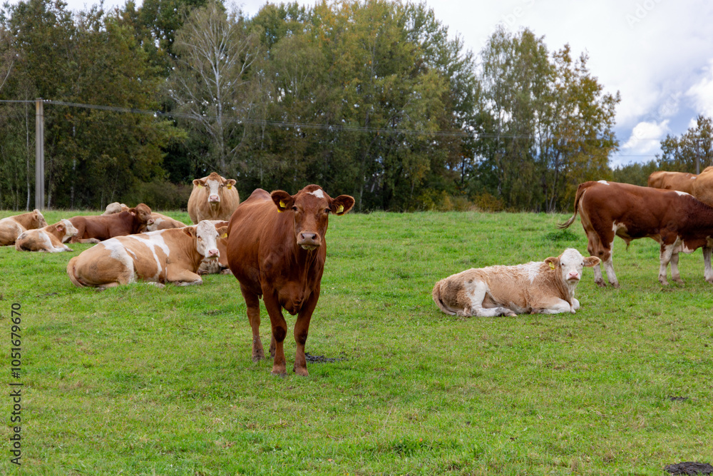 Cows grazing in the pasture