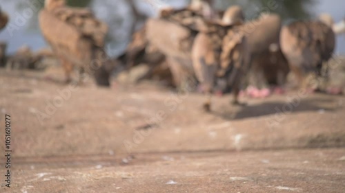 Eurasian griffon vulture (Gyps fulvus) feeding on a dead animal