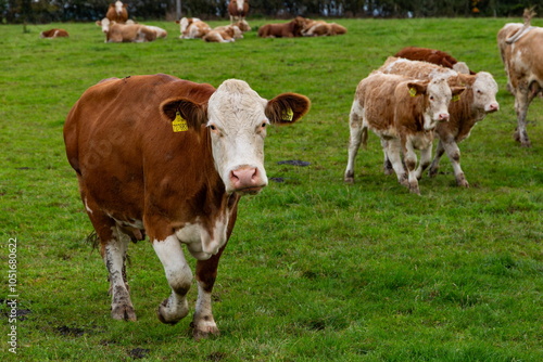 Obraz na płótnie Cows grazing in the pasture w salonie