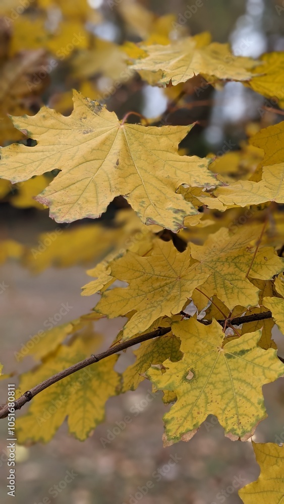 Fototapeta premium autumn leaves background