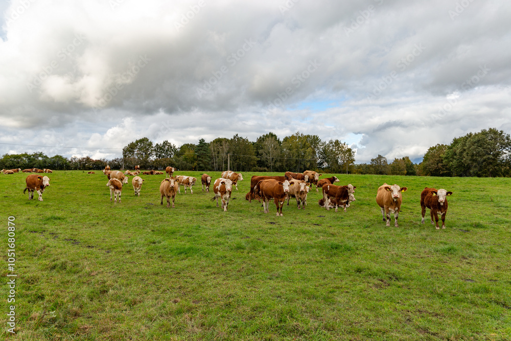 Cows grazing in the pasture