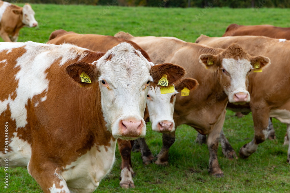 Cows grazing in the pasture