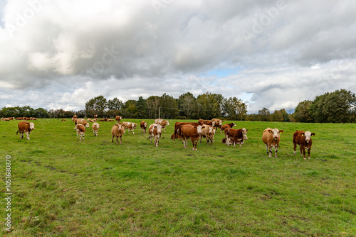 Obraz na płótnie Cows grazing in the pasture w salonie