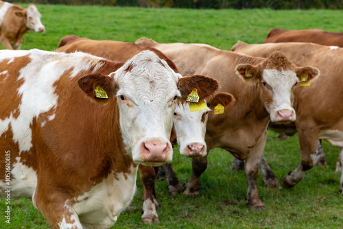 Obraz na płótnie Cows grazing in the pasture w salonie