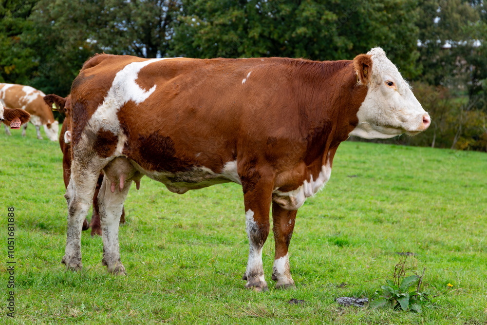Cows grazing in the pasture