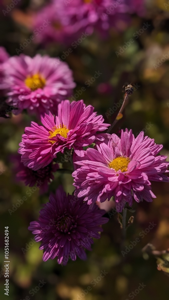 Obraz premium pink flowers in a garden