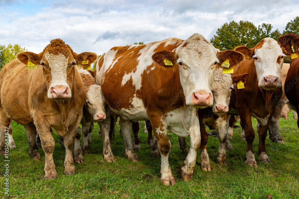 Cows grazing in the pasture