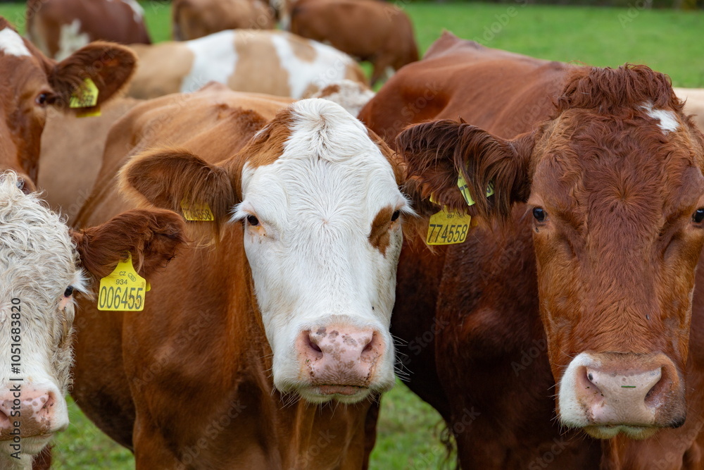 Cows grazing in the pasture