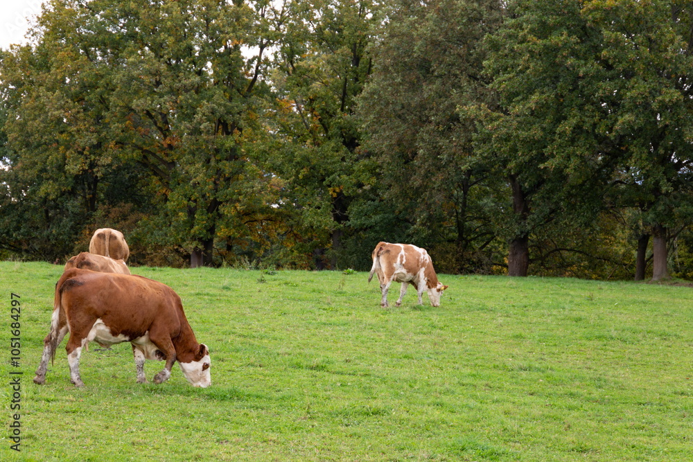 Cows grazing in the pasture