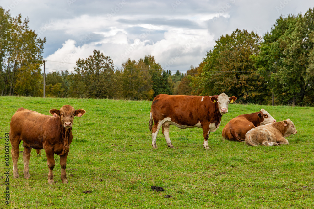 Cows grazing in the pasture