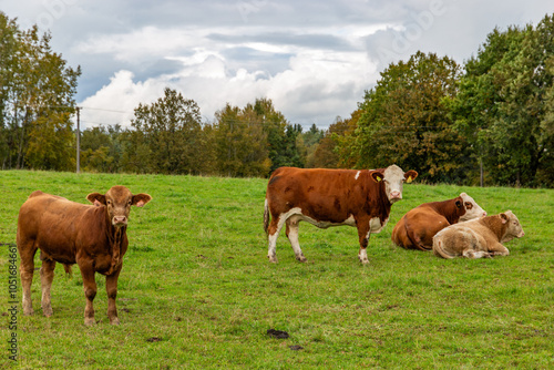 Obraz na płótnie Cows grazing in the pasture w salonie