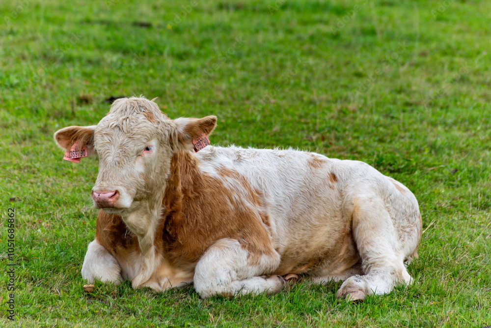 Cows grazing in the pasture