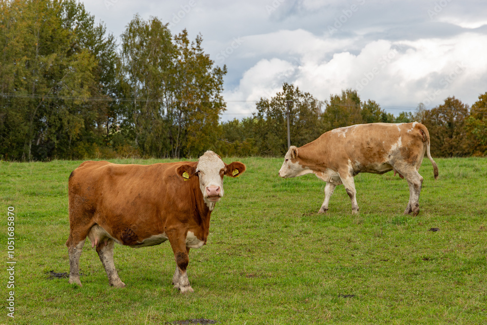 Cows grazing in the pasture