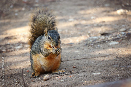 tree squirrel