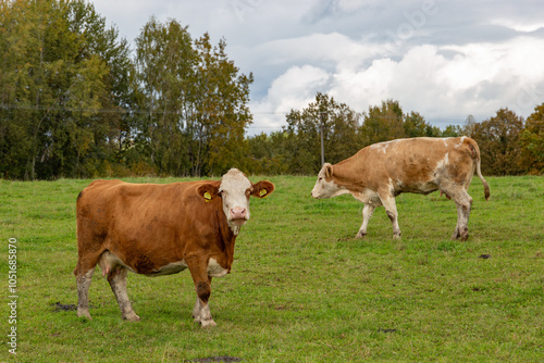 Obraz na płótnie Cows grazing in the pasture w salonie
