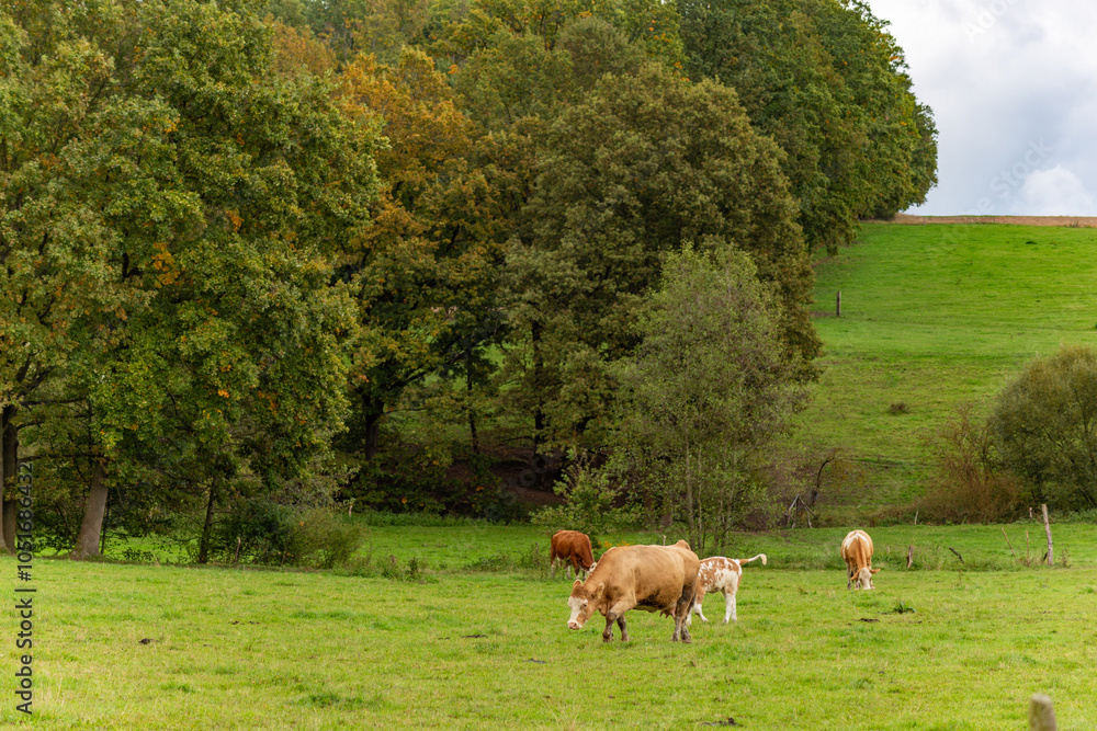 Cows grazing in the pasture