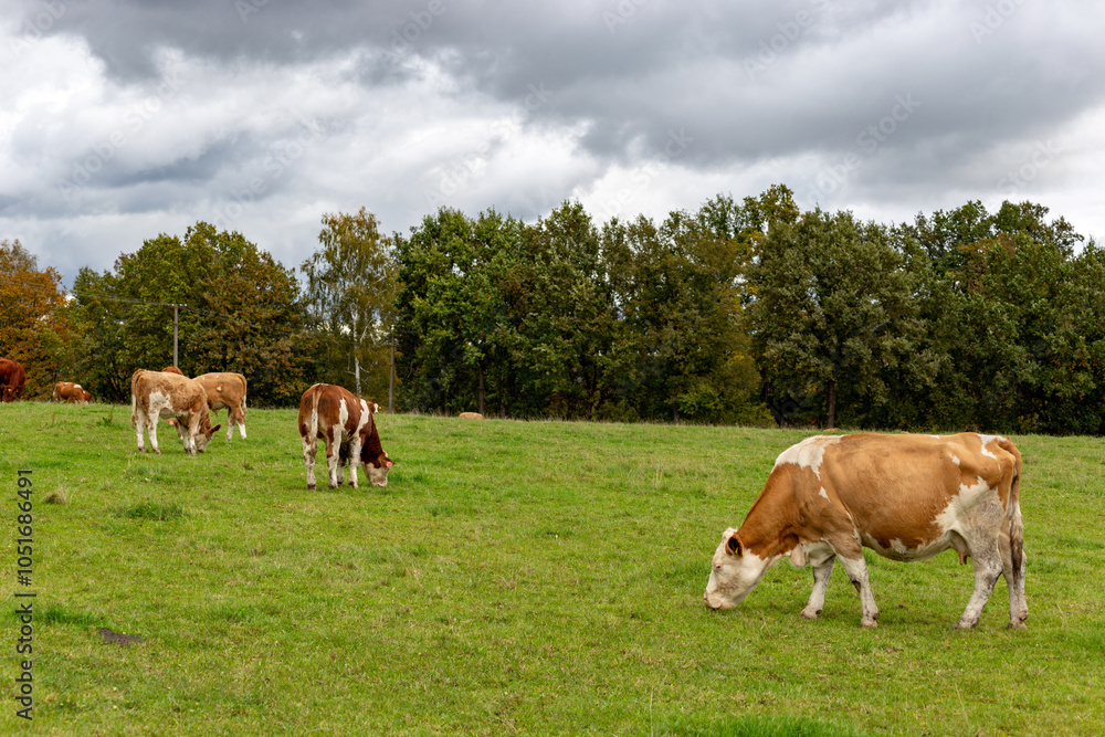 Cows grazing in the pasture