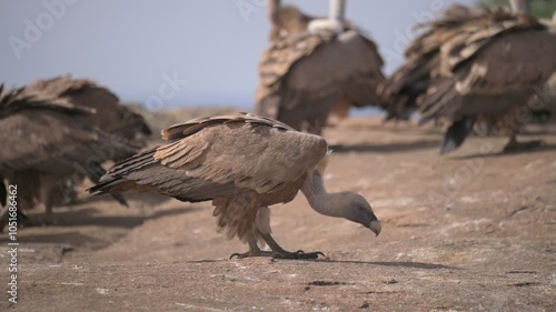 Eurasian griffon vulture (Gyps fulvus) feeding on a dead animal