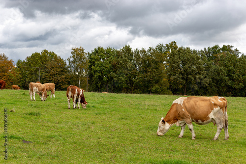 Obraz na płótnie Cows grazing in the pasture w salonie