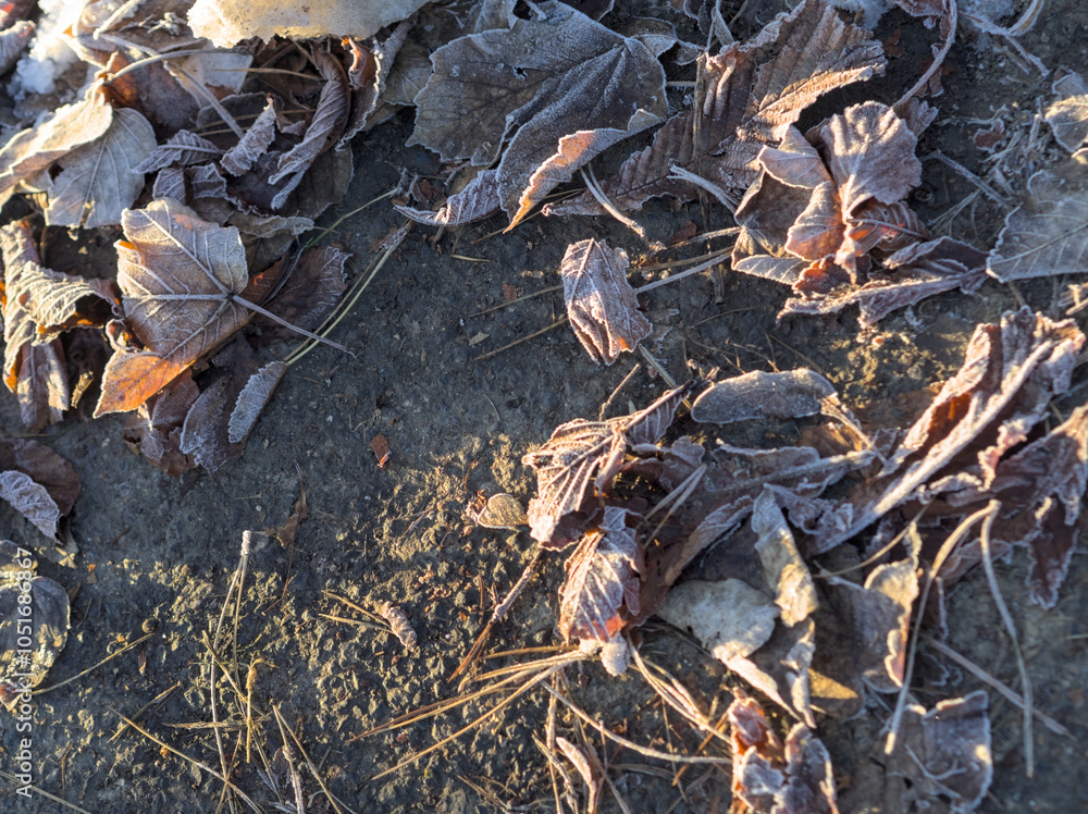 Naklejka premium frozen leaves