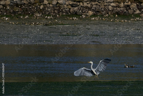 Grey heron and little egret in Victoria and Joyel marshes photo