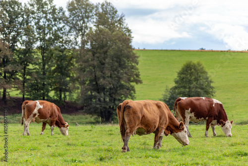 Obraz na płótnie Cows grazing in the pasture w salonie
