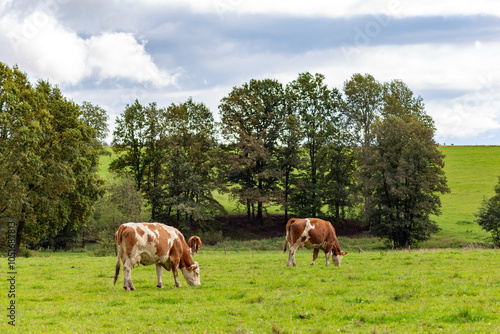 Cows grazing in the pasture