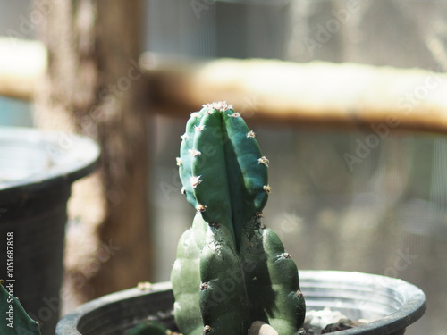 Cereus hildmannianus Jamacaru cactus plant decorate and gardenning photo