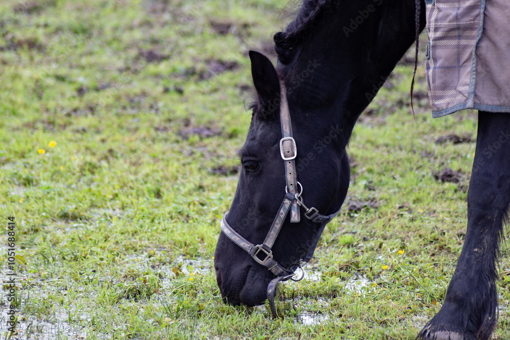 Horse grazing in the pasture. Close-up shot.