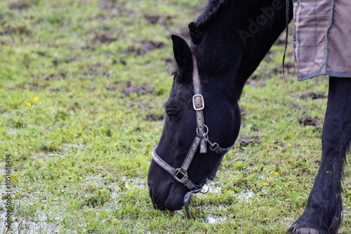 Obraz na płótnie Horse grazing in the pasture. Close-up shot. w salonie