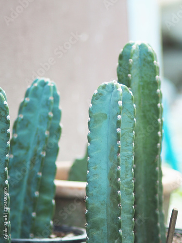 Cereus hildmannianus Jamacaru cactus plant decorate and gardenning photo