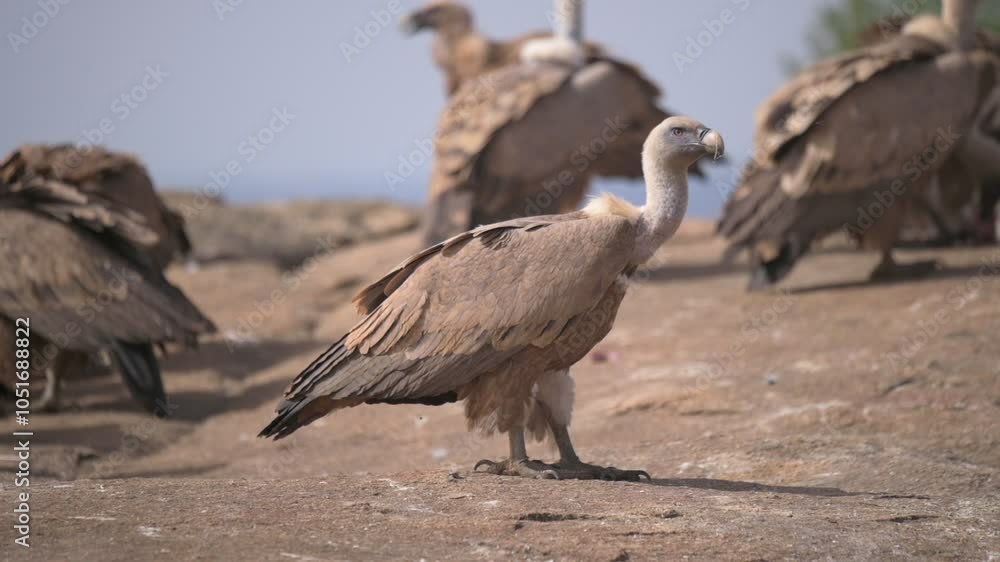 Eurasian griffon vulture (Gyps fulvus) feeding on a dead animal Eurasian griffon vulture (Gyps fulvus) feeding on a dead animal