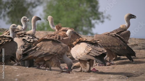 Eurasian griffon vulture (Gyps fulvus) feeding on a dead animal