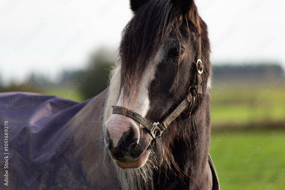 Horse grazing in the pasture. Close-up shot.