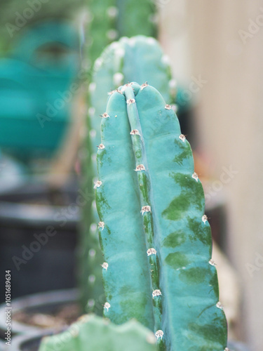 Cereus hildmannianus Jamacaru cactus plant decorate and gardenning photo