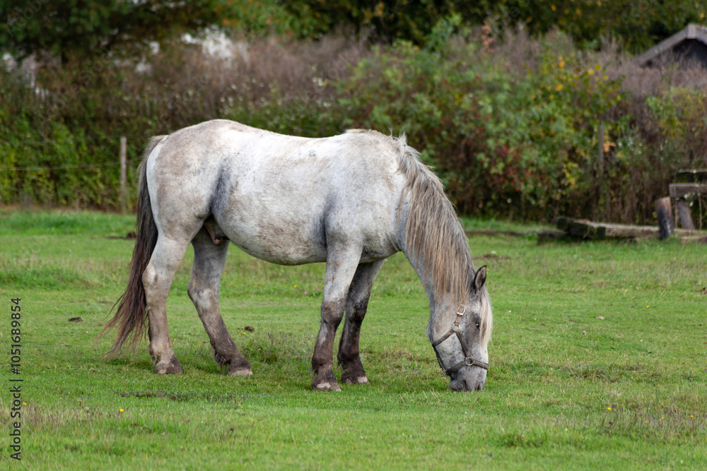 Horses grazing in the pasture.