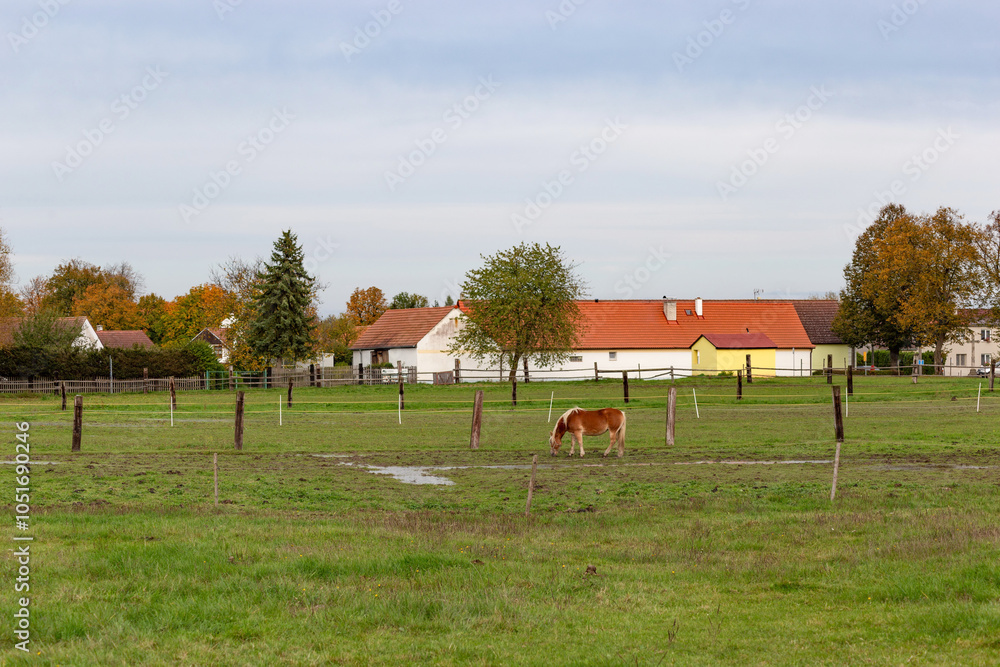 Horses grazing in the pasture.