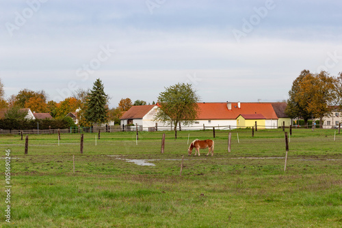 Obraz na płótnie Horses grazing in the pasture. w salonie