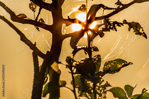 Sunset behind trees in autumn with spider web threads