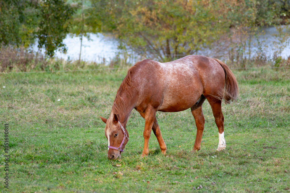 Horse grazing in meadow on autumn evening