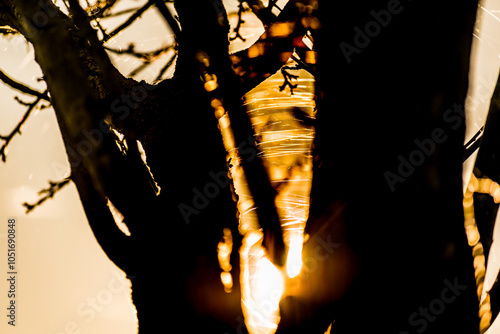 Sunset behind trees in autumn with spider web threads