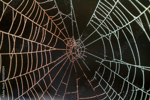 A spider web in the early morning mist, Prince Rupert, British Columbia, Canada, North America photo