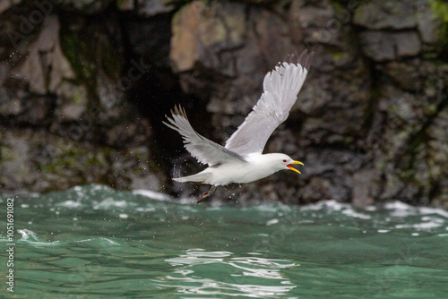 Adult black-legged kittiwake (Rissa tridactyla) in flight near Alexander Island in Franz Josef Land, Russia, Arctic Ocean, Eurasia photo