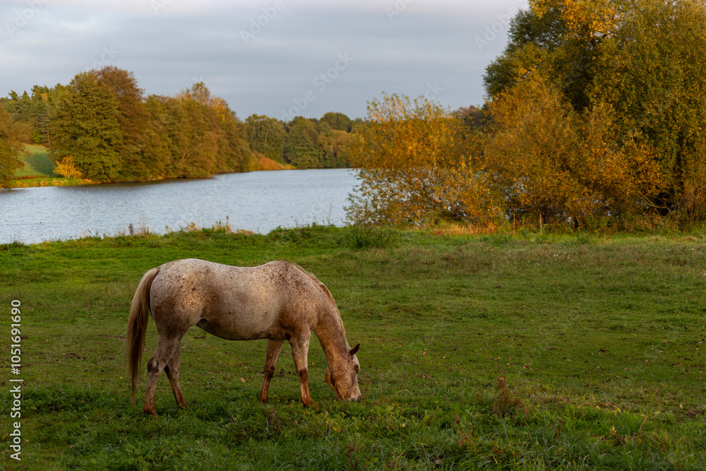 Horse grazing in meadow on autumn evening