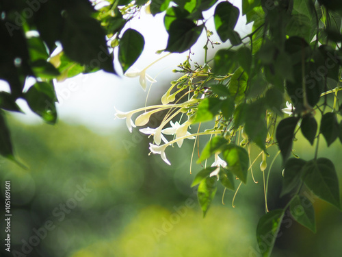 indain cork tree flower blooming in winter and good smail  photo