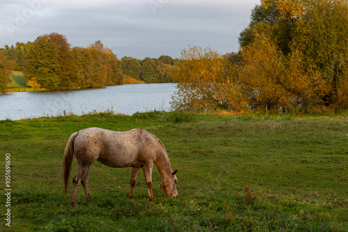 Obraz na płótnie Horse grazing in meadow on autumn evening w salonie